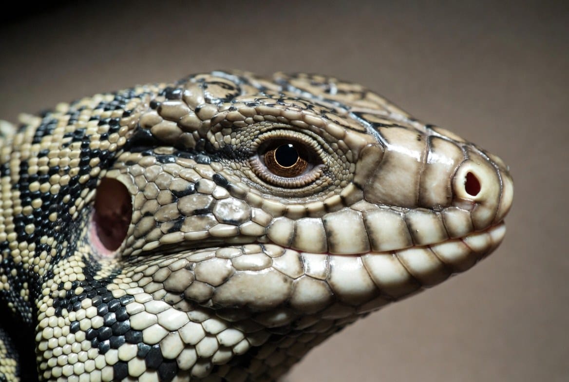 Large black and white Argentine tegu being examined by a reptile veterinarian outside its custom enclosure