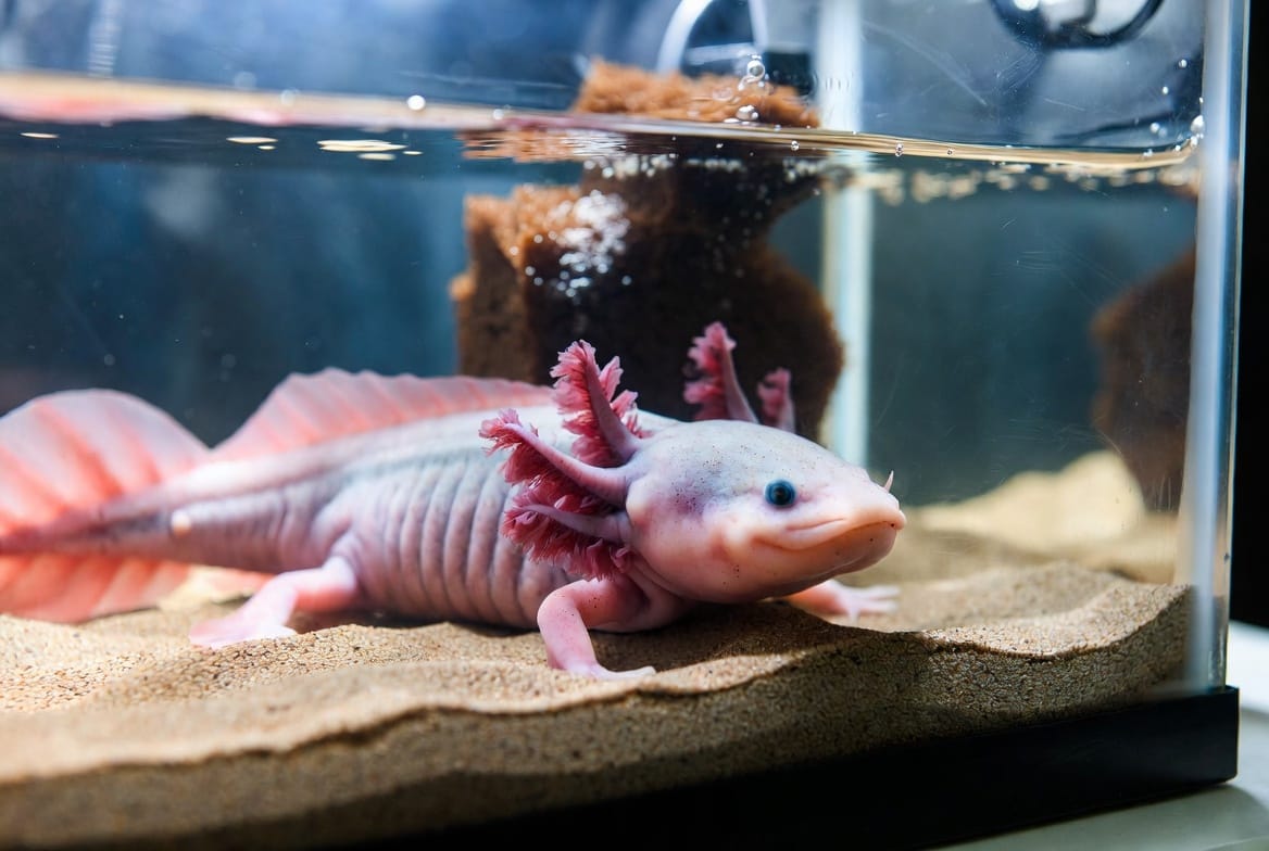 Axolotl in a chilled aquarium tank with a sponge filter and fine sand substrate