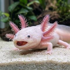 An axolotl on the tank floor eating a sinking pellet, gills fanned out