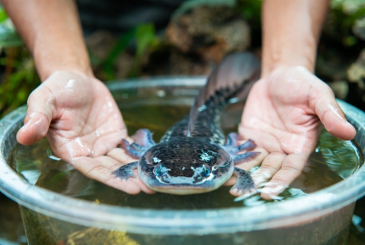 Axolotl being gently guided into a submerged container instead of being lifted by hand