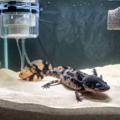 Axolotl tank setup with fine sand substrate, a chiller, and a sponge filter