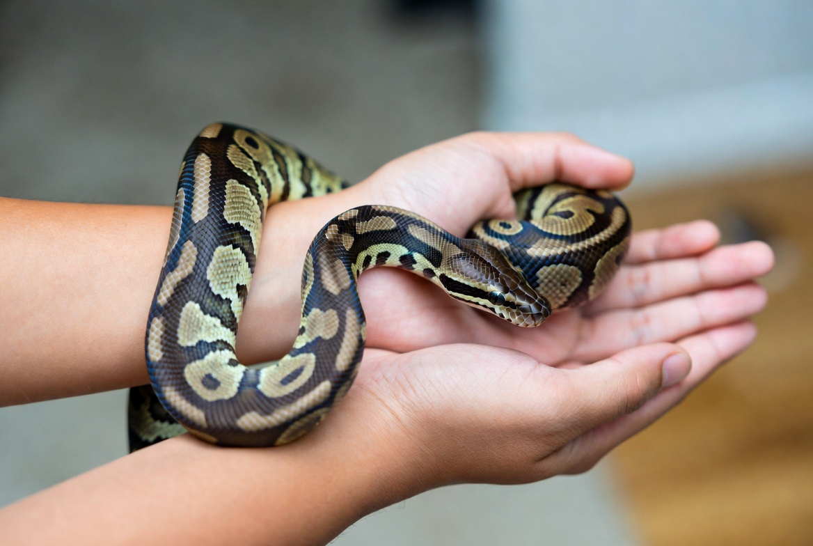 Ball python being supported along both forearms during a handling session