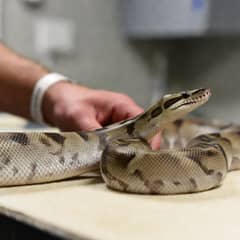 Ball Python Health Issues: Signs & Causes