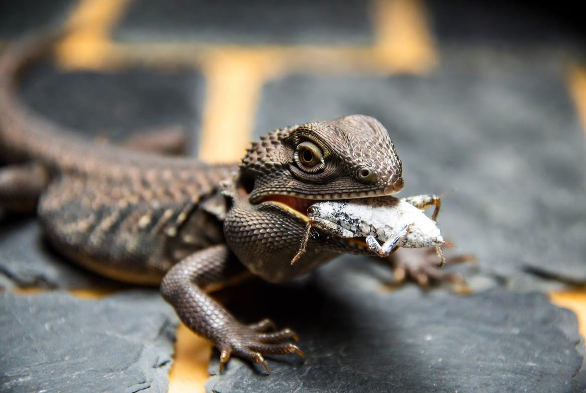 Bearded dragon eating chopped leafy greens and a calcium-dusted cricket