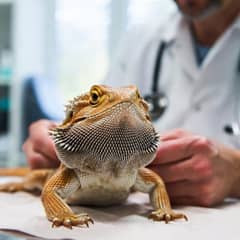 Bearded Dragon Health Issues: Signs & Causes