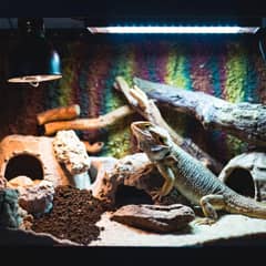 Fully furnished bearded dragon enclosure with basking platform and UVB lighting