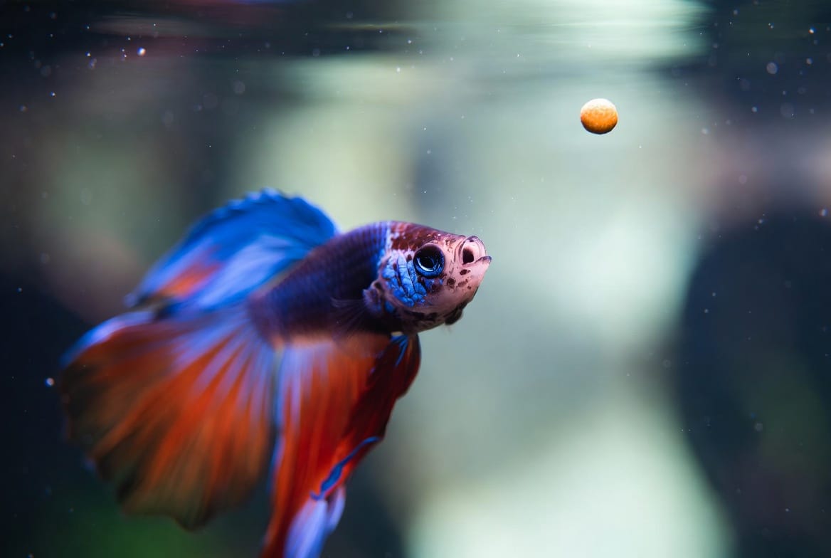 Betta fish approaching floating pellets at the water's surface