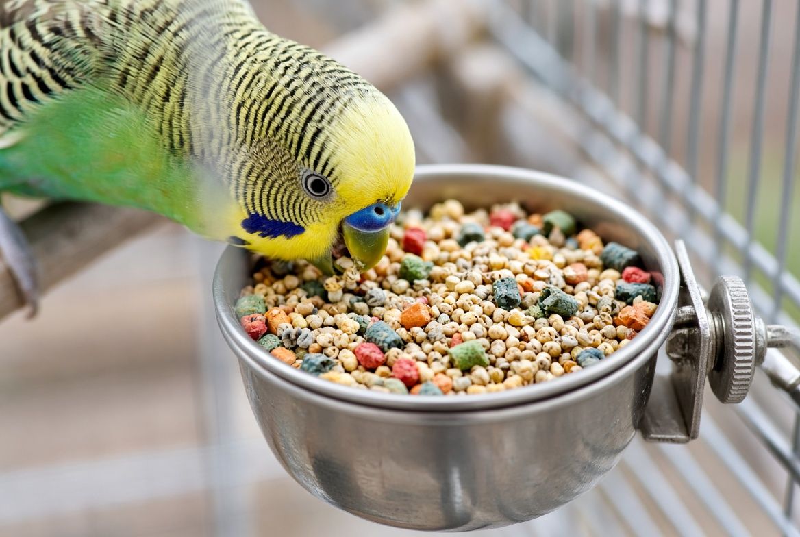A budgie standing between a dish of seed mix and a dish of pelleted bird food, mid-conversion between the two diets