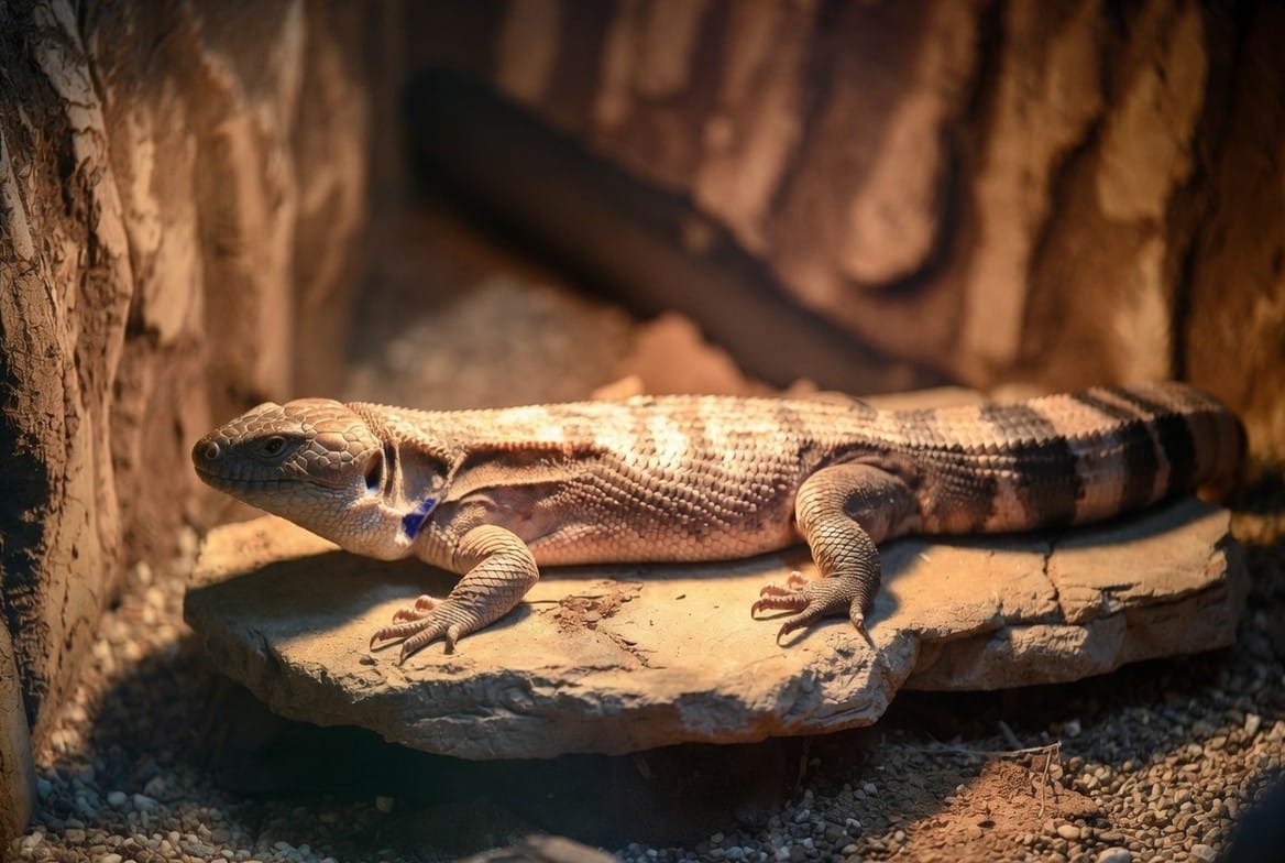 Northern and Indonesian blue-tongued skinks illustrating the price and care difference between the two types