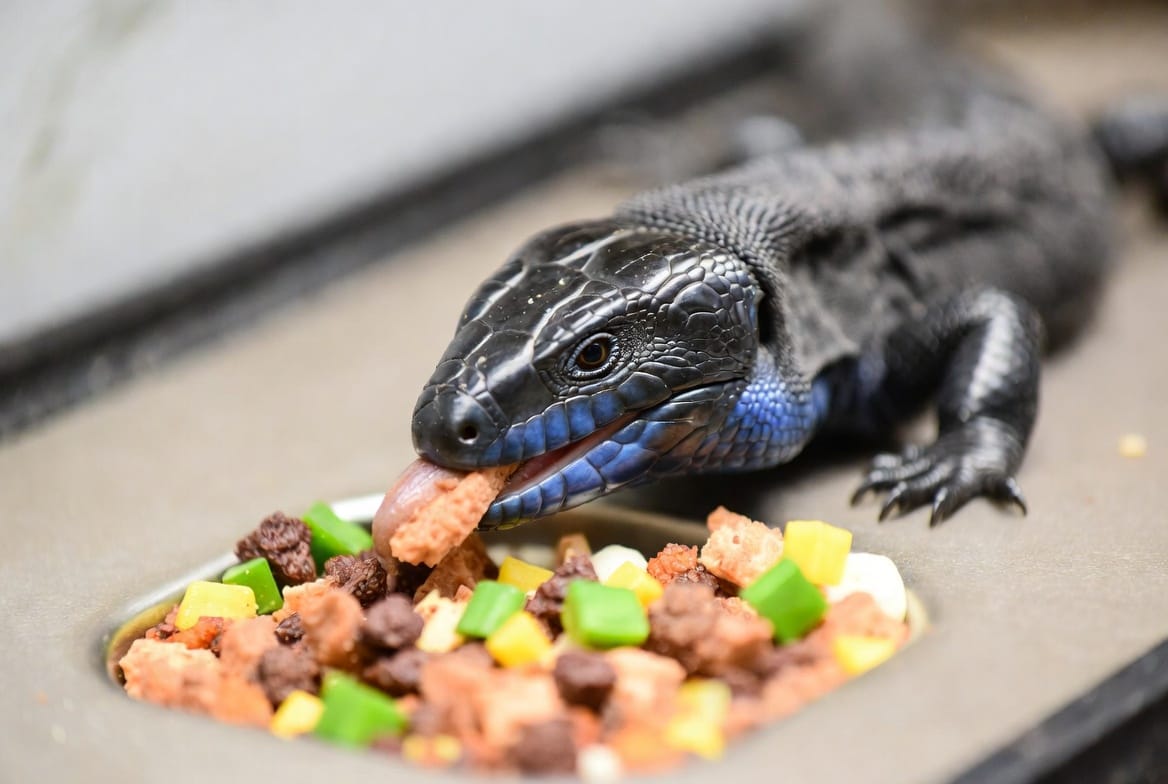 Blue tongue skink eating a mix of vegetables and protein from a shallow dish