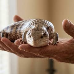 Blue-tongued skink calmly resting across an owner's open hands