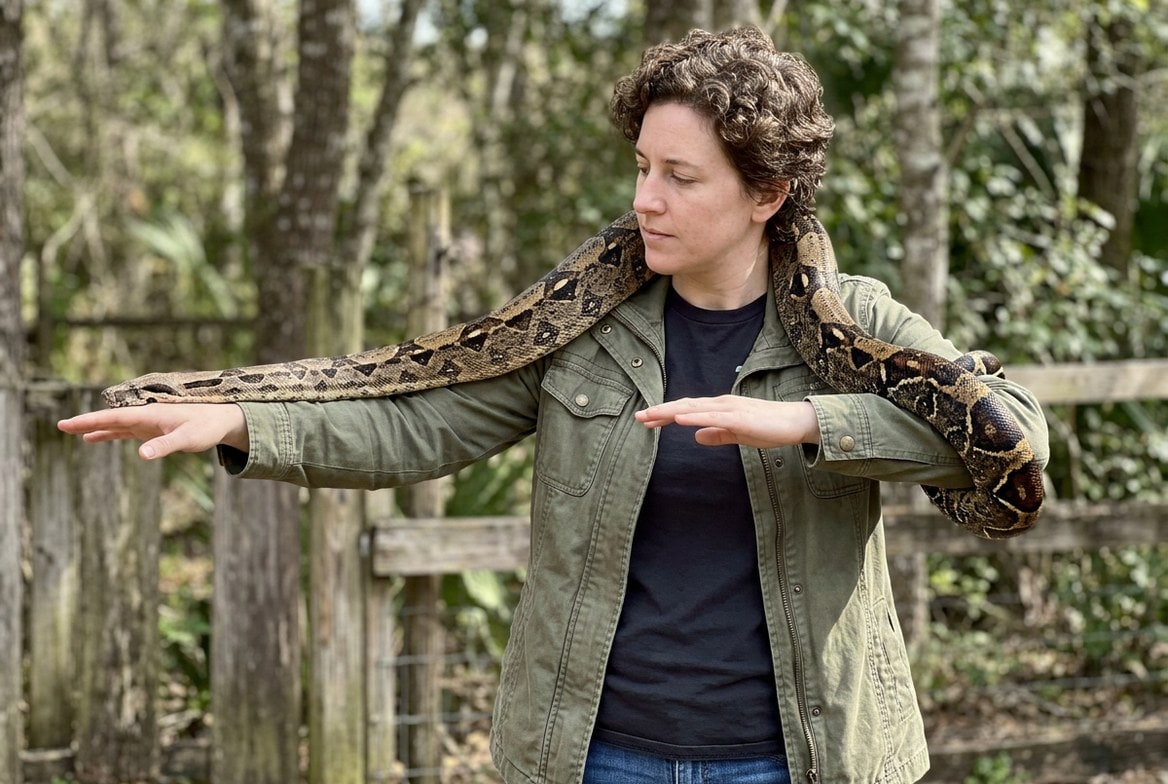 Boa constrictor supported across both arms during a handling session