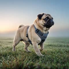 French Bulldog resting with visibly open-mouthed breathing