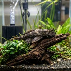 A bristlenose pleco clinging to a piece of driftwood in a planted aquarium