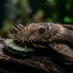 A bristlenose pleco grazing on a sinking algae wafer near a piece of driftwood