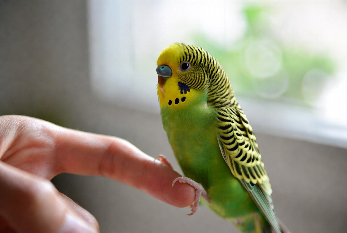 How to Tame and Handle a Budgie