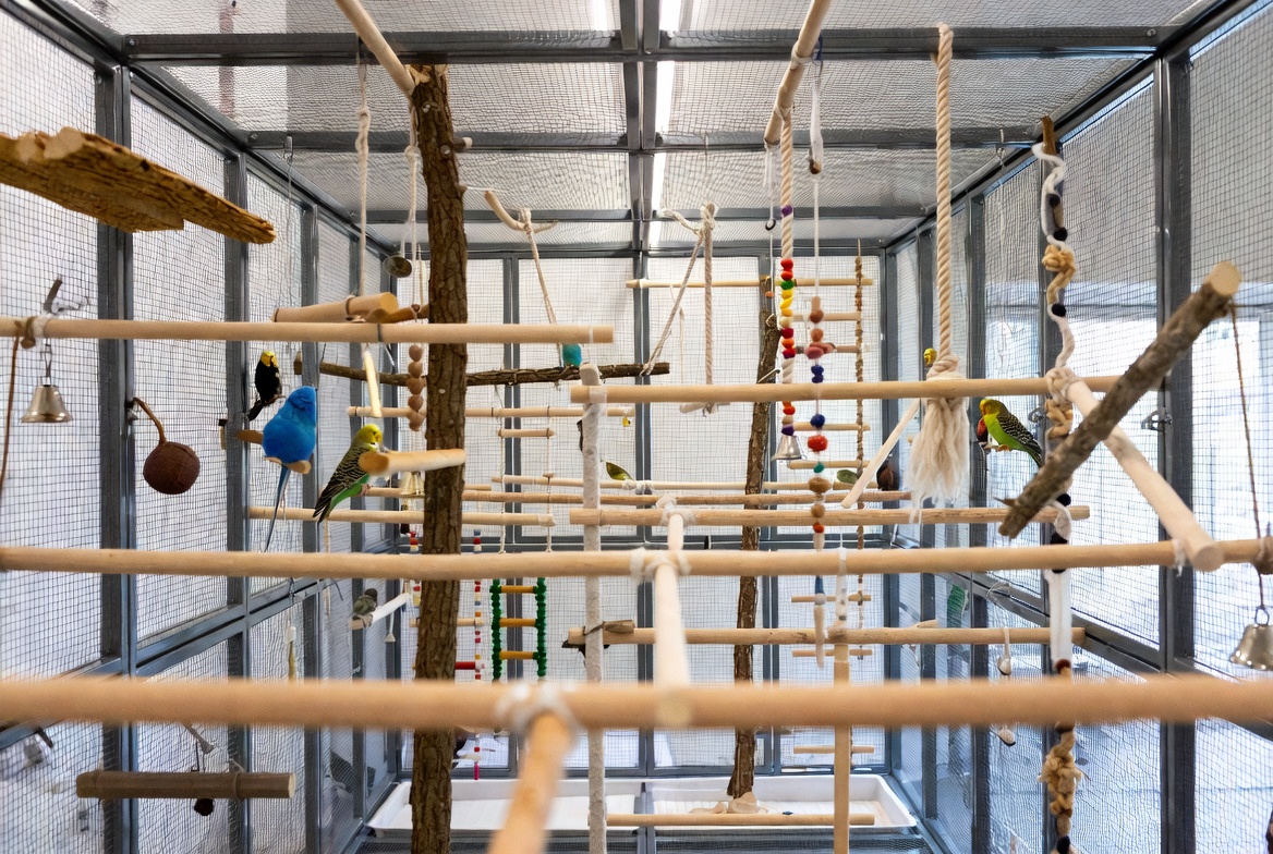 Budgie Cage Setup Guide