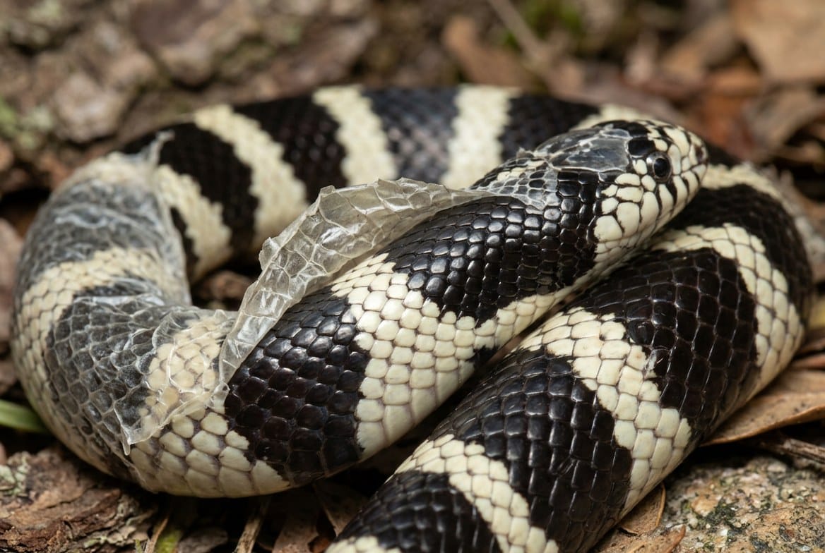 California kingsnake with banded pattern coiled on aspen substrate