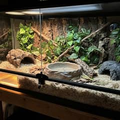 California kingsnake with banded pattern coiled on aspen substrate