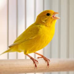 Yellow male canary singing while perched in a wide flight cage