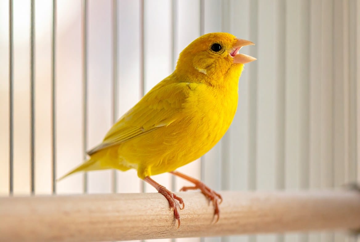 Yellow male canary singing while perched in a wide flight cage