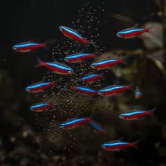 A school of cardinal tetras feeding on micro pellets in a planted aquarium