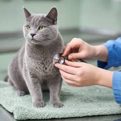 Veterinary cardiologist performing an echocardiogram on a cat