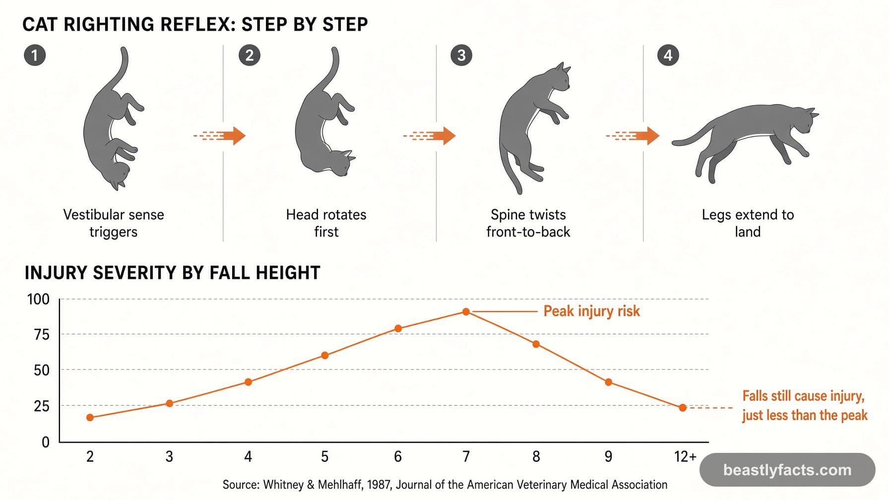 Diagram of a cat's mid-air righting reflex in four steps, alongside a chart of injury severity by fall height peaking around the seventh floor