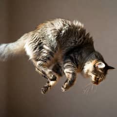 A cat mid-fall against a plain background, body twisted into a corkscrew with its front half already facing down and its back half still turned sideways