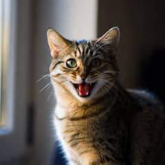 A tabby cat sitting in window light with its mouth open mid-meow, looking directly at the camera
