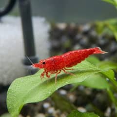 A small colony of cherry shrimp of varying red intensity grazing on driftwood in a planted freshwater aquarium