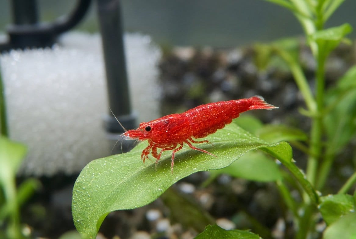 A small colony of cherry shrimp of varying red intensity grazing on driftwood in a planted freshwater aquarium