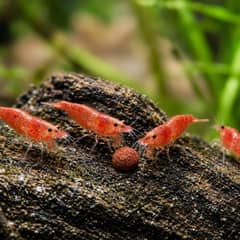Cherry shrimp grazing on a sinking food wafer and driftwood biofilm in a planted aquarium
