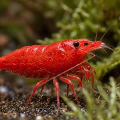 A cherry shrimp resting on driftwood next to its shed exoskeleton after a healthy molt