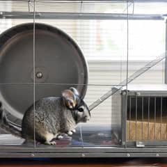 Chinchilla sitting beside its cage, exercise wheel, and dust bath house