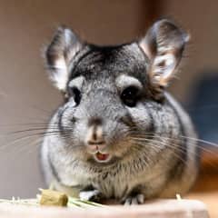 Chinchilla eating hay and a pellet from a small dish