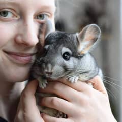 Person cradling a chinchilla securely with both hands