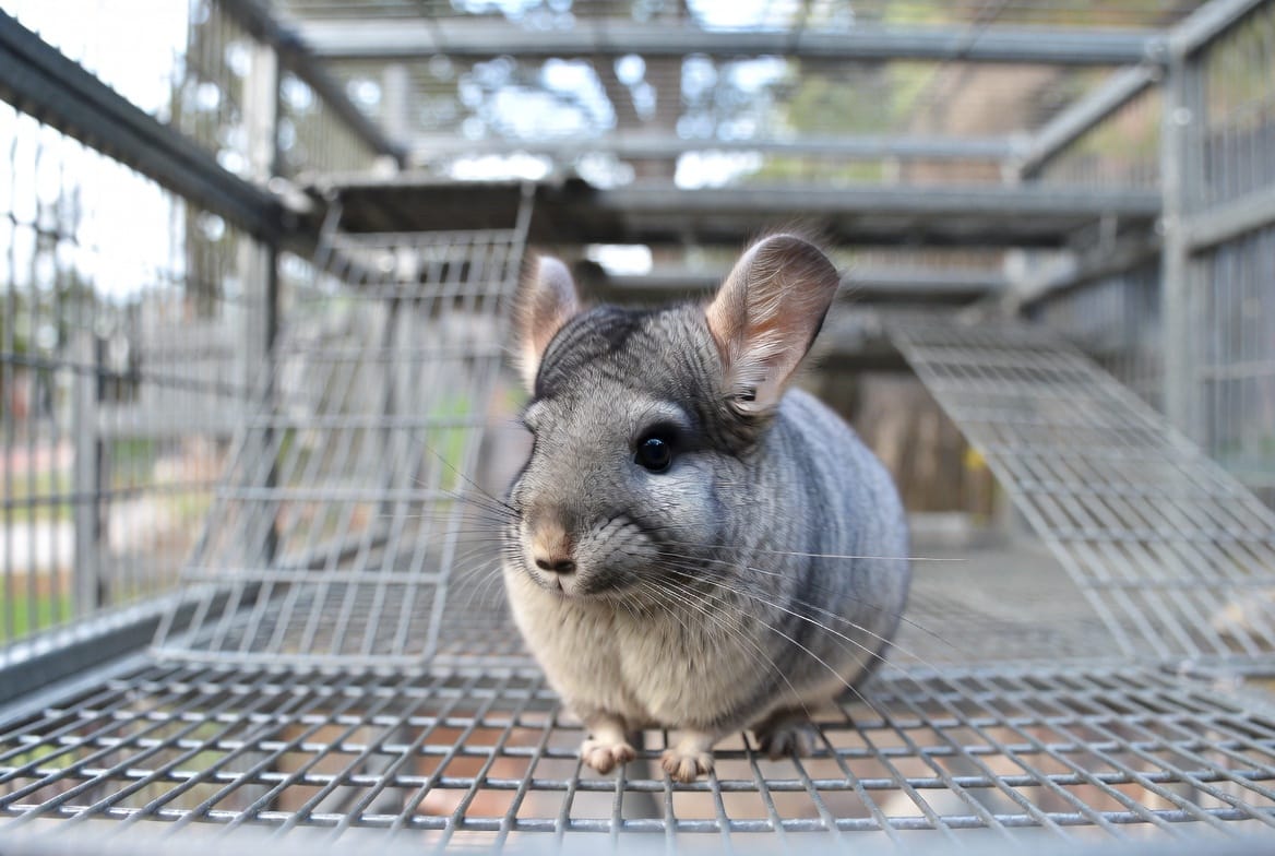 Chinchilla in a cool, well-ventilated enclosure showing alert, healthy posture