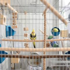 Cockatiel cage with varied perches and feeding dishes