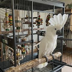 Umbrella cockatoo perched near its cage, illustrating the scale of investment this species requires