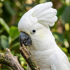 Cockatoo undergoing an avian vet exam to check for signs of illness