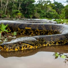 A green anaconda partly submerged at the edge of a tropical river, thick olive body marked with black oval blotches