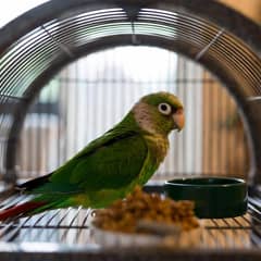 Green cheek conure perched beside its cage and foraging toys