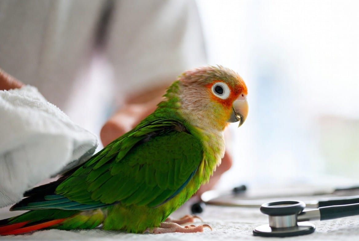 Green cheek conure being examined by an avian veterinarian