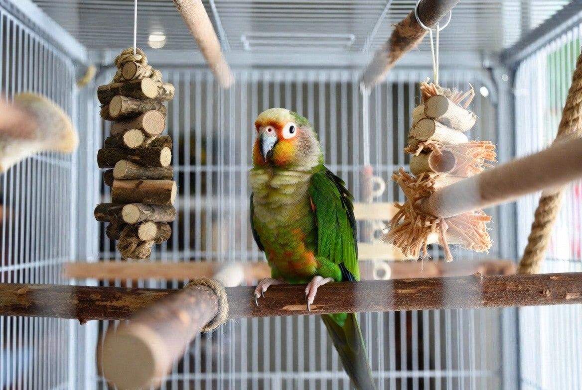 Green cheek conure cage with varied perches and foraging toys
