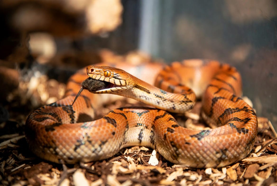 Corn snake investigating a properly thawed mouse in its enclosure