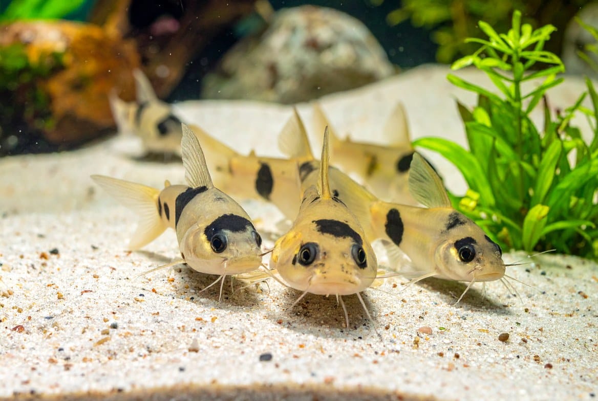 A school of corydoras catfish foraging together over soft sand substrate