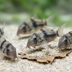 A school of corydoras catfish feeding on sinking wafers at the bottom of the tank