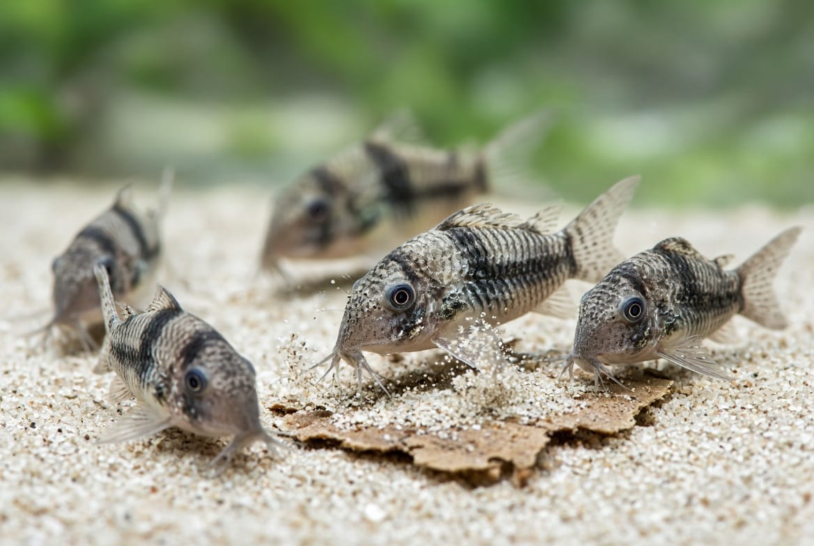 A school of corydoras catfish feeding on sinking wafers at the bottom of the tank