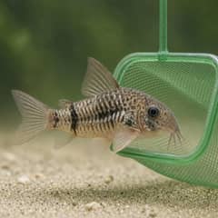 A group of corydoras catfish schooling together low over sand substrate